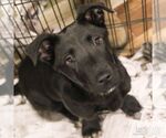 Small #1 Labrador Retriever Mix