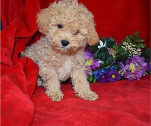 Maltipoo Puppy for sale in BARNESVILLE, KS, USA