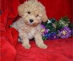 Image preview for Ad Listing. Nickname: Joey  maltipoo