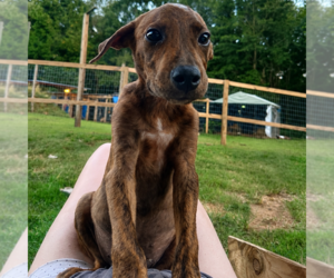 Labrador Retriever-Plott Hound Mix Dogs for adoption in Oakhurst, NJ, USA