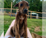 Auggie - Male Labrador Retriever-Plott Hound Mix Dog for Adoption - Small photo
