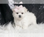 Small #5 Maltese