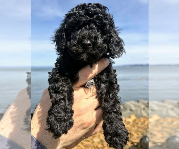 Medium Photo #2 Goldendoodle mix (+ Poodle Miniature) Puppy For Sale in ASTORIA, OR, USA