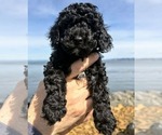 Small #1 Goldendoodle mix (+ Poodle Miniature)