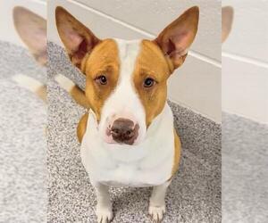 Mutt Dogs for adoption in Houston, TX, USA