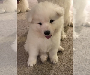 Samoyed Puppy for sale in ADDISON, IL, USA