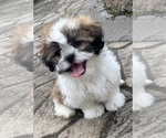 Small #7 Shih Tzu