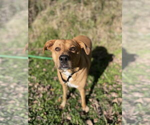 Sasha - Female Labrador Retriever-Rhodesian Ridgeback Mix Dog for Adoption - Photo #5