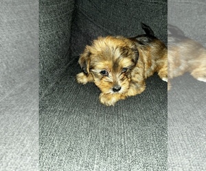 Morkie Puppy for Sale in INDIANAPOLIS, Indiana USA