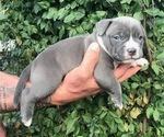 Small Photo #7 American Bully Puppy For Sale in NIXA, MO, USA
