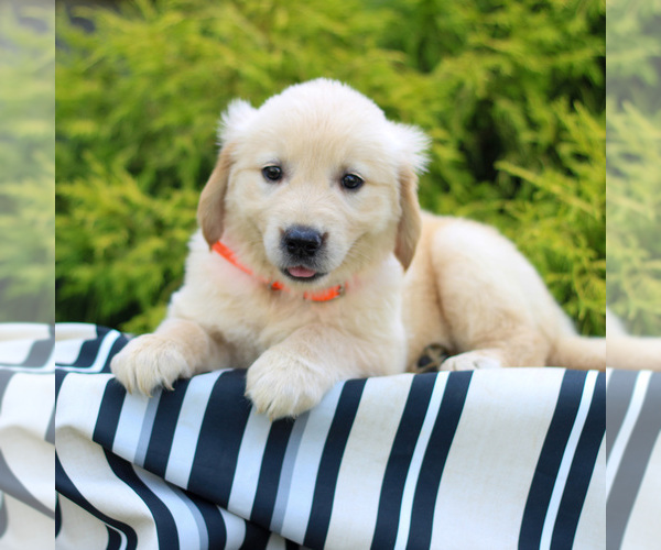 Medium Photo #2 Golden Retriever Puppy For Sale in LITITZ, PA, USA