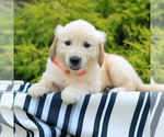 Small #1 Golden Retriever