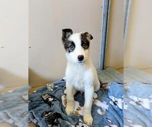 Border Collie-Unknown Mix Dogs for adoption in Frisco, CO, USA