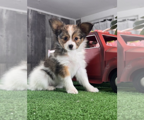 Medium Photo #3 Papillon Puppy For Sale in CANOGA, NY, USA