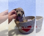 Puppy Penne Dachshund