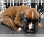 Small #1 Boxer