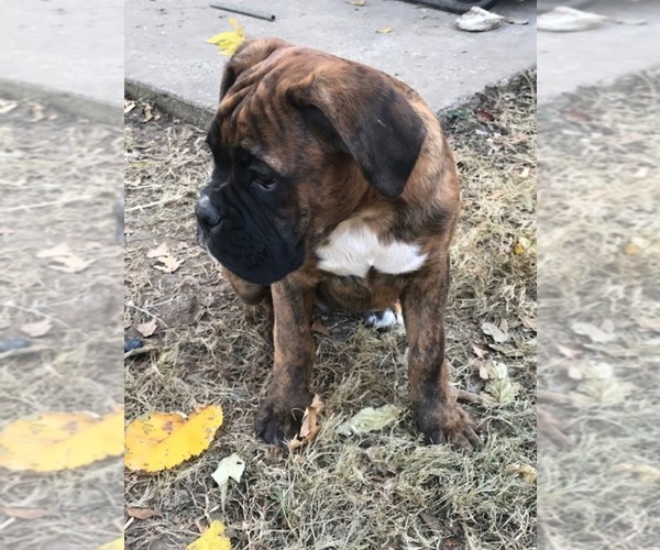 Medium Photo #9 Boxer Puppy For Sale in KANSAS CITY, MO, USA