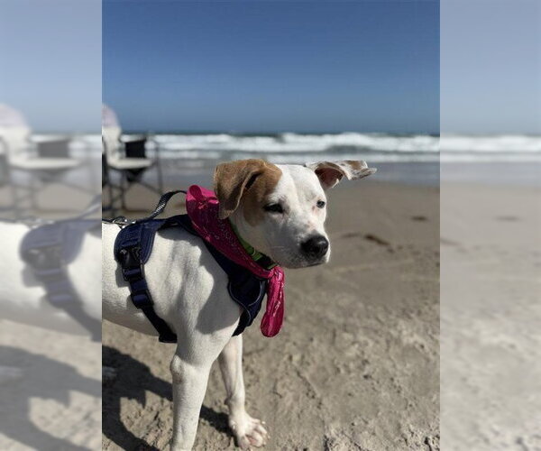 Medium Photo #1 American Pit Bull Terrier-Labrador Retriever Mix Puppy For Sale in Corpus Christi, TX, USA