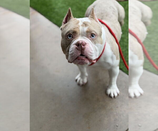 Medium Photo #2 Mutt Puppy For Sale in Las Vegas, NV, USA