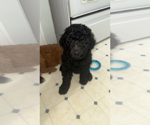 Goldendoodle Puppy for sale in TOLEDO, OH, USA