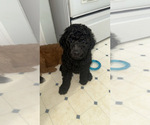 Image preview for Ad Listing. Nickname: Cocoa