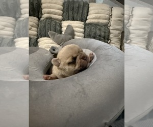 French Bulldog Puppy for sale in OPP, AL, USA