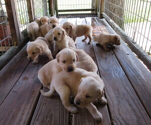 Golden Retriever Puppy for sale in LONDONDERRY, OH, USA