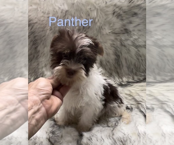 Medium Photo #3 Yorkshire Terrier Puppy For Sale in AZLE, TX, USA