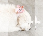 Small Photo #23 Great Pyrenees Puppy For Sale in MCALLEN, TX, USA
