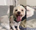Small Maltipoo (Miniature)