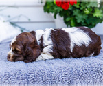 Small #2 Cocker Spaniel