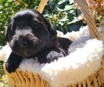 Puppy Gelato Aussiedoodle Miniature 
