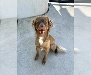 Cava-lon Dogs for adoption in Tracy, CA, USA
