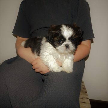 Medium Photo #1 Shih Tzu Puppy For Sale in FRESNO, OH, USA