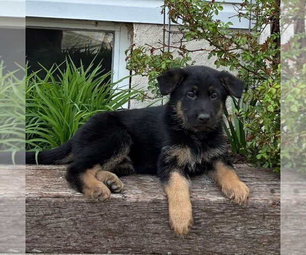 Medium Photo #1 German Shepherd Dog Puppy For Sale in PARADISE, PA, USA