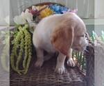 Small Photo #4 Golden Labrador-Goldendoodle Mix Puppy For Sale in KNOX, PA, USA