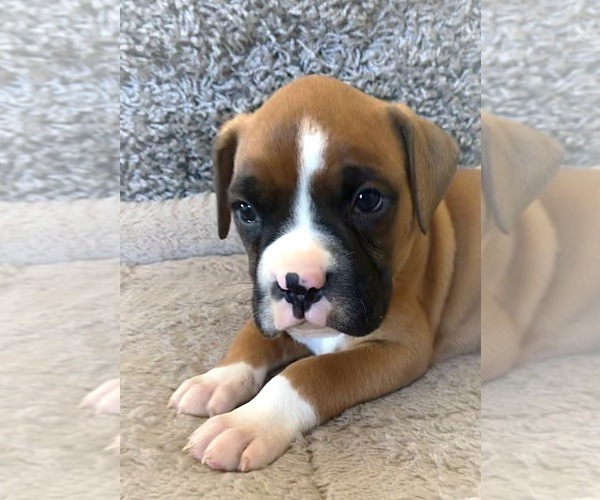 Medium Photo #2 Boxer Puppy For Sale in APPLE CREEK, OH, USA