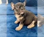 Small #1 French Bulldog