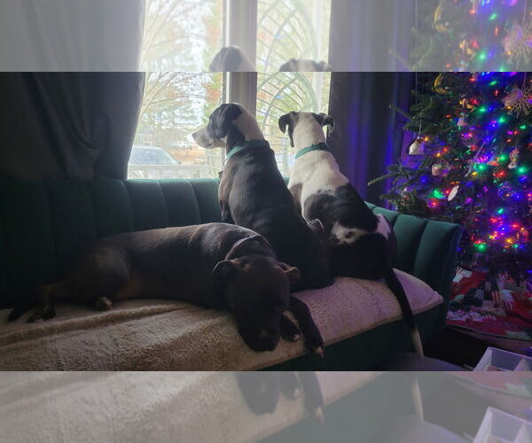 Medium Photo #3 American Staffordshire Terrier-Unknown Mix Puppy For Sale in Holly Springs, NC, USA