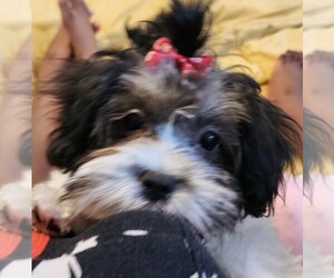 Chinese Crested-Shih Tzu Mix Puppy for sale in MIDDLE RIVER, MD, USA