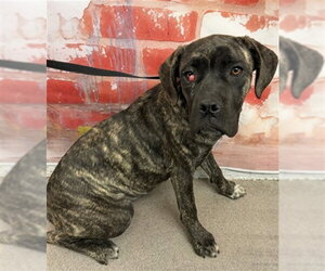 Mastiff-Unknown Mix Dogs for adoption in San Bernardino, CA, USA