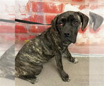 Small Mastiff Mix