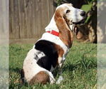 Small #7 Basset Hound