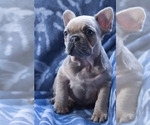 Small Photo #9 French Bulldog Puppy For Sale in BAY VIEW, WI, USA