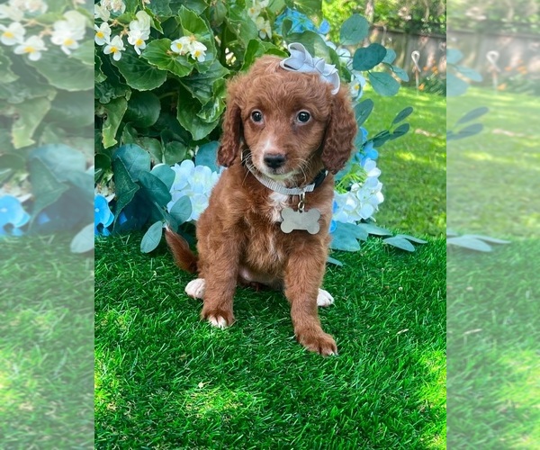 Medium Photo #1 Goldendoodle (Miniature) Puppy For Sale in INDIANAPOLIS, IN, USA
