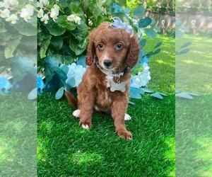 Goldendoodle (Miniature) Puppy for Sale in INDIANAPOLIS, Indiana USA