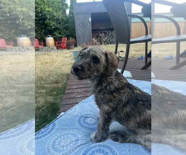 Medium Photo #1 Dachshund-Unknown Mix Puppy For Sale in Arlington, WA, USA