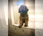 Small Photo #55 Goldendoodle (Miniature) Puppy For Sale in CAPE CORAL, FL, USA