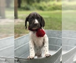 Small Photo #5 German Shorthaired Pointer Puppy For Sale in SARASOTA, FL, USA