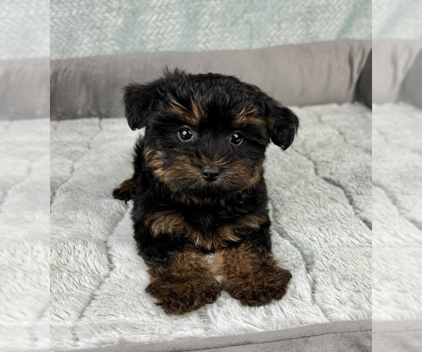 Medium Photo #3 YorkiePoo Puppy For Sale in FRANKLIN, IN, USA